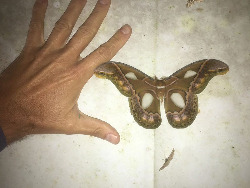 …and a light left on out front brings in the insects like this big atlas moth.

