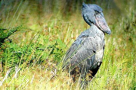The Shoebill is on most birders’ must-see list. A denizen of extensive swampland, it’s more numerous than was once thought, but it is difficult to access its habitat. Once found, the species can be quite confiding, and we hope to see one or more along the Nile River.