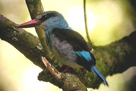 Not all kingfishers are associated with water. The noisy Blue-breasted Kingfisher is a true forest inhabitant, preferring to remain hidden in the canopy. Sometimes in the morning at Budongo a bird will be found sitting out in the open.