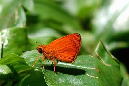 Ugandan forests are very rich in butterflies, many of them extremely attractive. In the shaded parts of Budongo Forest lives the Fiery Skipper.