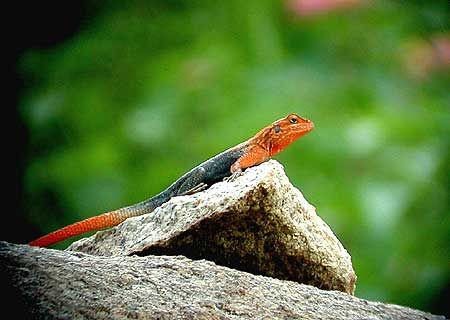 Scuttling over the walls of lodges and around the rocky areas of Murchison Falls National Park is the striking Finch’s Agama. This recently described species (named for its discoverer, our leader, Brian Finch!) is both arresting and rather common.