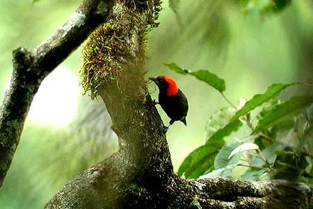 The weavers have radiated widely in Africa. A very few, including this Red-headed Malimbe, are bark specialists and creep around trees much like a nuthatch.