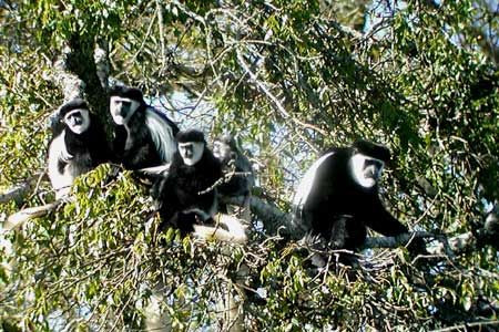 Primates are well represented in Uganda, and one of the most attractive is the widespread and common Black-and-White Colobus. They like to bask in the early morning sun before the day gets too hot and the group commences foraging for leaves.