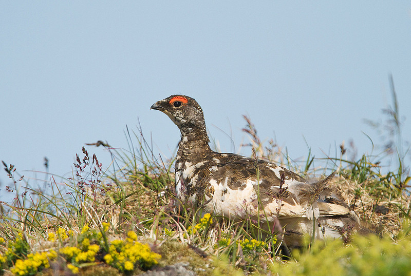 Given that flights don‘t get in too late we will make an attempt to find Rock Ptarmigan in the vicinity of the airport…