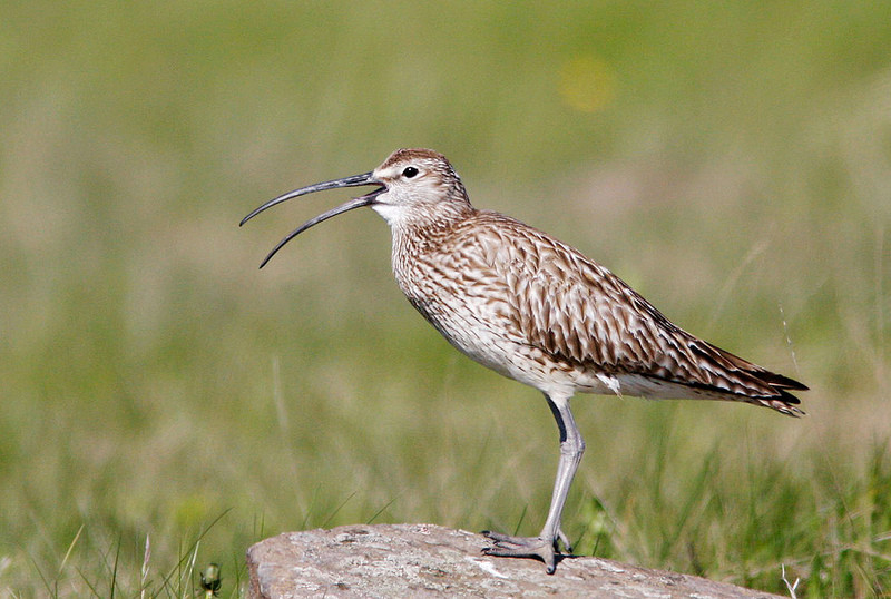 …among the more numerous local birds, including Whimbrels of the european race <em>phaeopus</em>. 