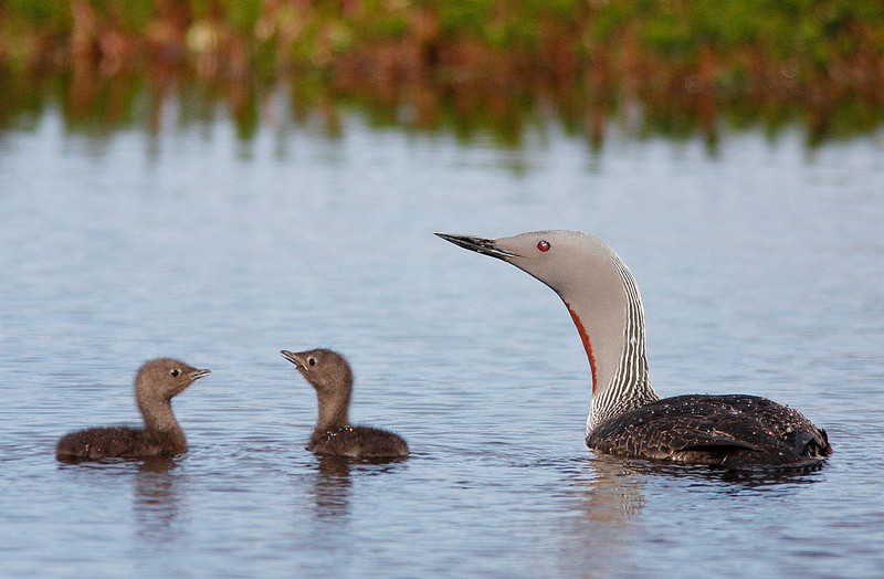 …which will provide us with decent views of Red-throated Loons…