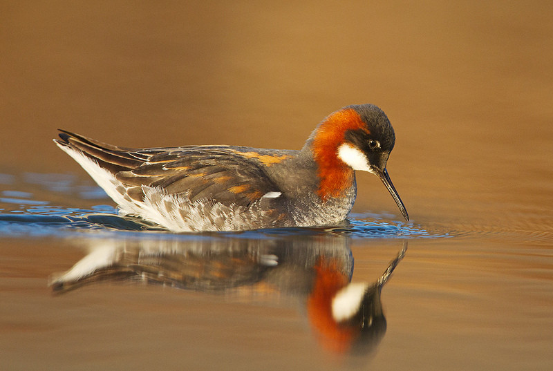 …only to be distracted by Red-necked Phalaropes which are omni-present around the country.