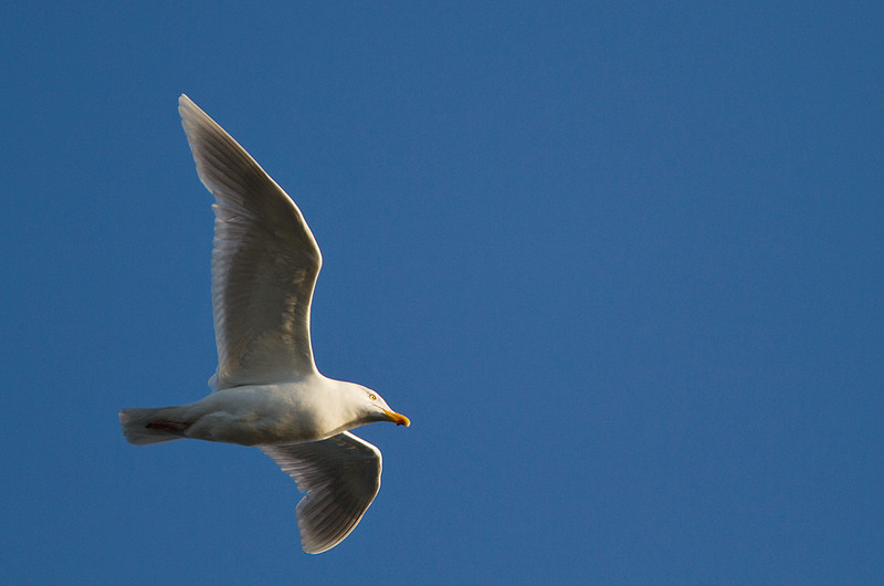 …while the local Glaucous Gulls fly along the cliffs.