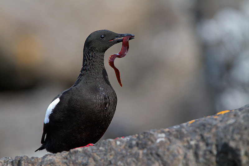 …while the Black Guillemots bring butterfish to their young.
