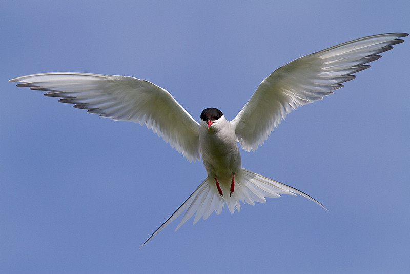 …and not so friendly Arctic Terns.
