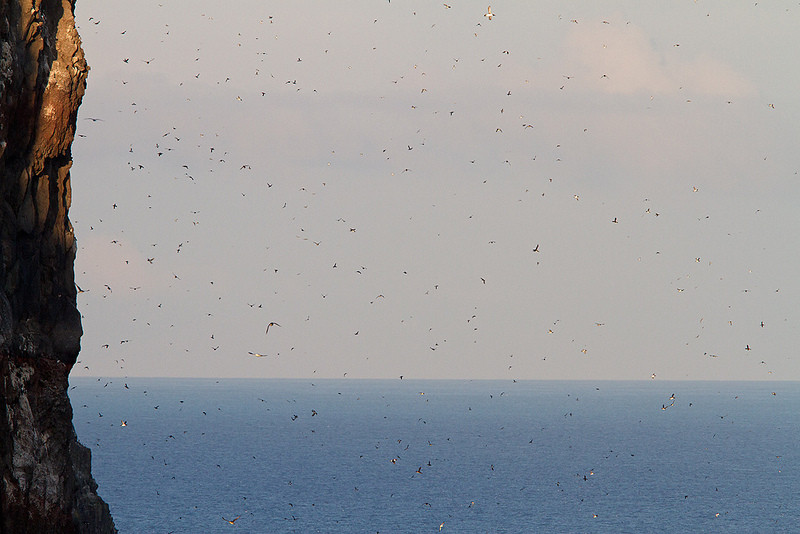 …while the air is filled with the sound and smell of thousands of seabirds.