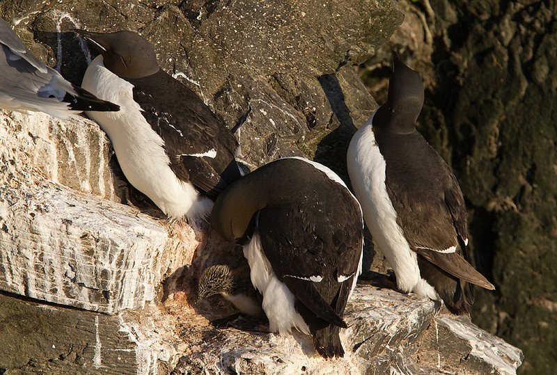 Thick-billed Murres will provide us with good views, sometimes with their young…