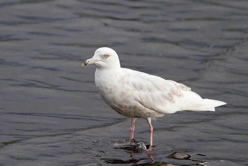 Careful scanning of flocks of gulls in towns and near harbours may reveal one of a very few summering Iceland Gulls of the nominate race <em>glaucoides</em>…