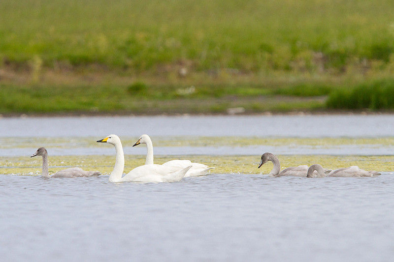 …alongside nesting Whooper Swans that are to be seen on most lakes.