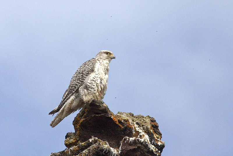 …but the Gyr Falcon will be especially looked for around the lake. (jl)