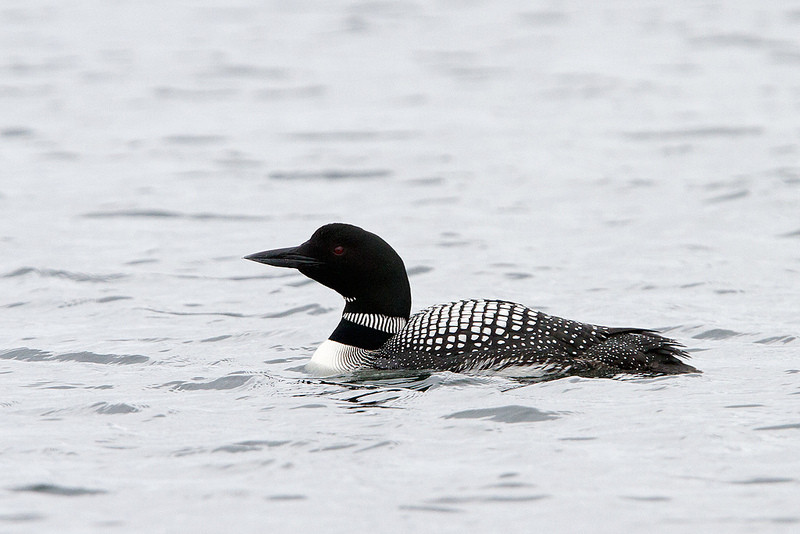 One should not forget the brilliant looking Common Loon that usually poses for us… 