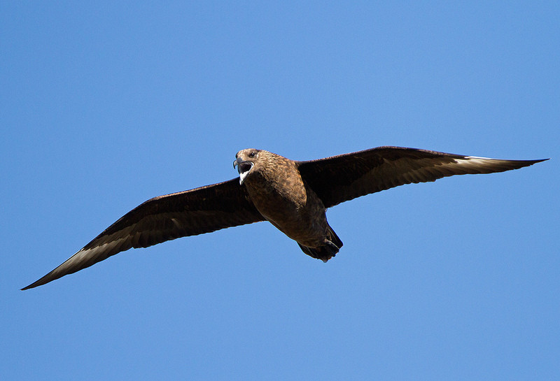 …while the northern coast is home to the Great Skua.