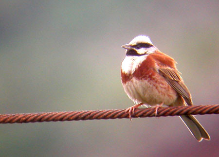 …and perhaps find some local specialities such as White-capped Bunting…