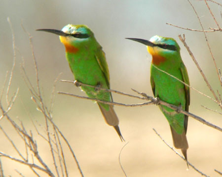 Other birds in this landscape include lots of colorful Blue-cheeked Bee-eaters…