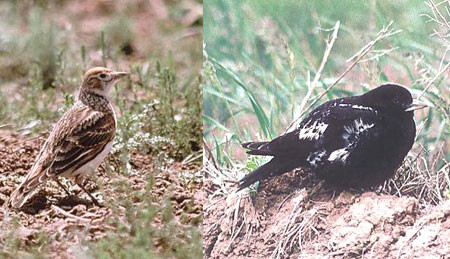 Another special pair of birds await us in the vast northern steppes are White-winged and Black Larks.