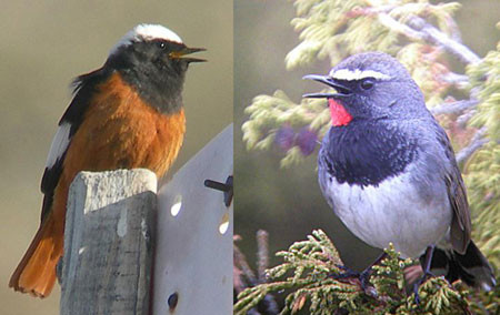 …especially with birds like Güldenstadt’s Redstart and Himalayan Rubythroat to look at.