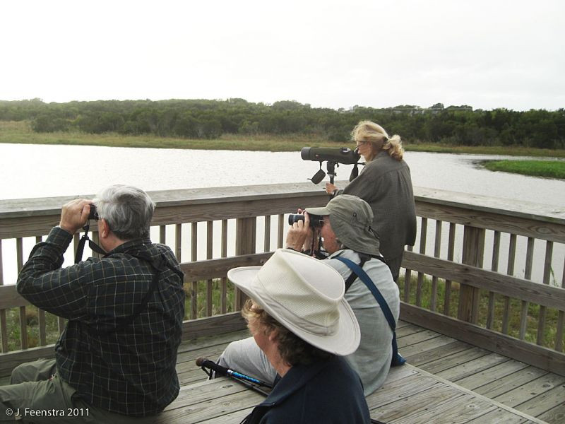We’ll often bird from platforms like the South Cape May Meadows, a freshwater marsh just over the dune from the Atlantic Ocean.