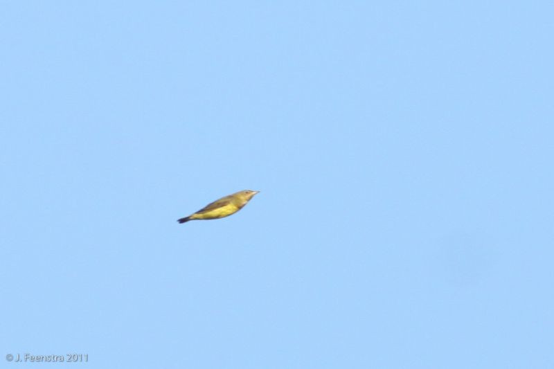 Cape May birders have advanced the art of identifying (and photographing) small birds flying overhead; here a Connecticut Warbler, a scarce migrant.
