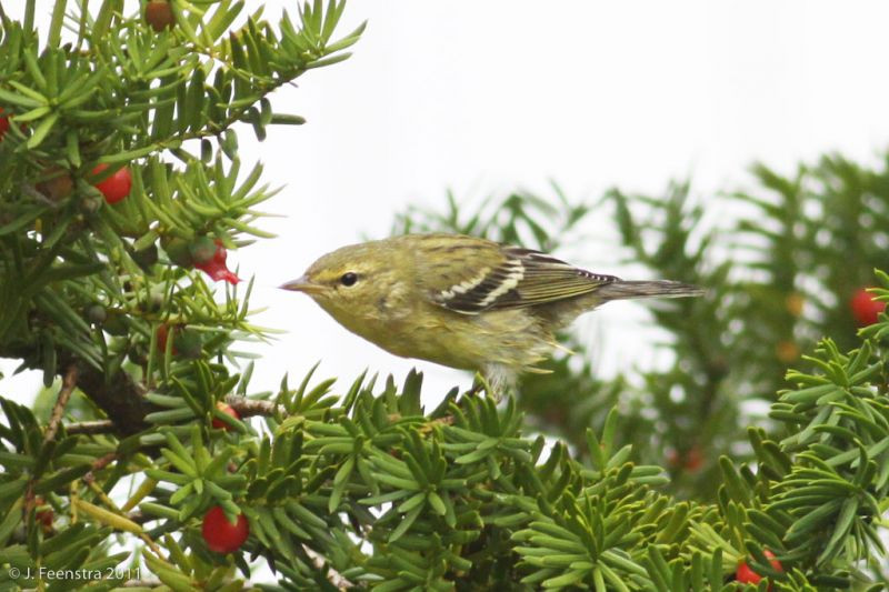 Some warblers stop to feed and rest, like this Blackpoll Warbler…