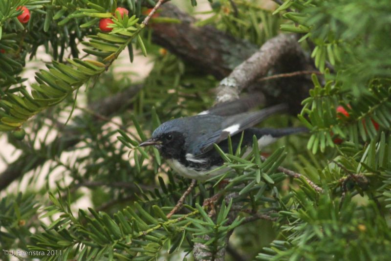 …or this Black-throated Blue Warbler…