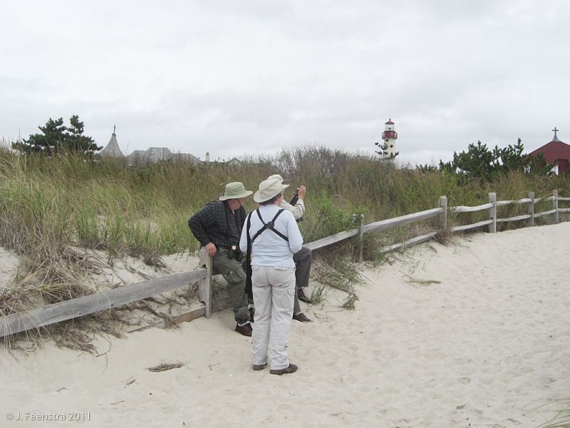 Birds can be seen from anywhere in Cape May from the forests to the neighborhoods and the beaches and dunes…