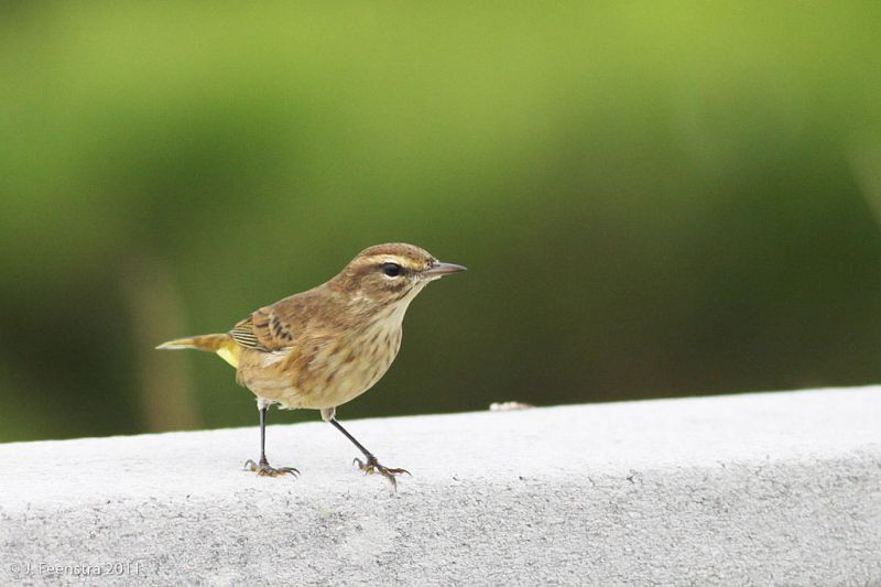 …the favorite haunts of the Palm Warbler.