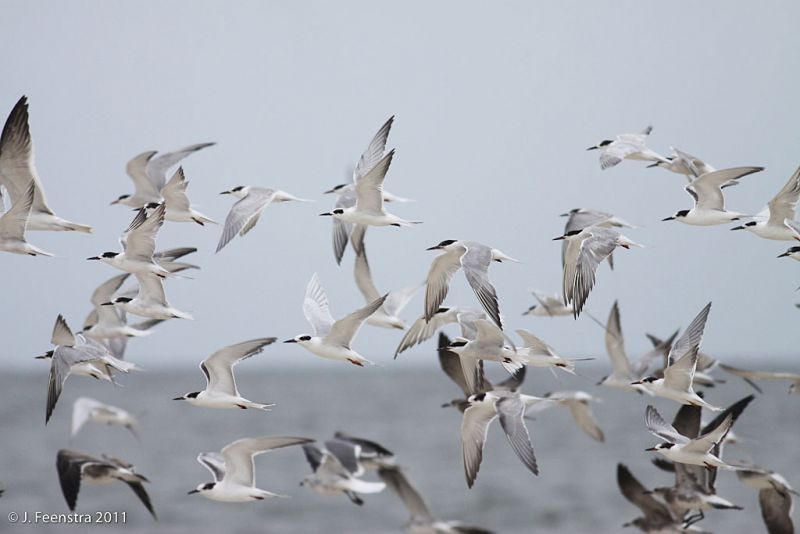 …where we’ll have opportunity for close study of Common and Forster’s Terns…