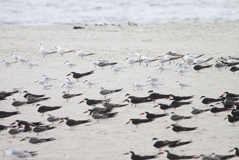 …and Black Skimmers and Royal Terns…