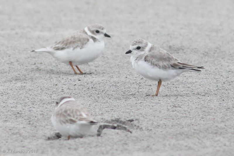 …as well as the endearing and endangered Piping Plover.