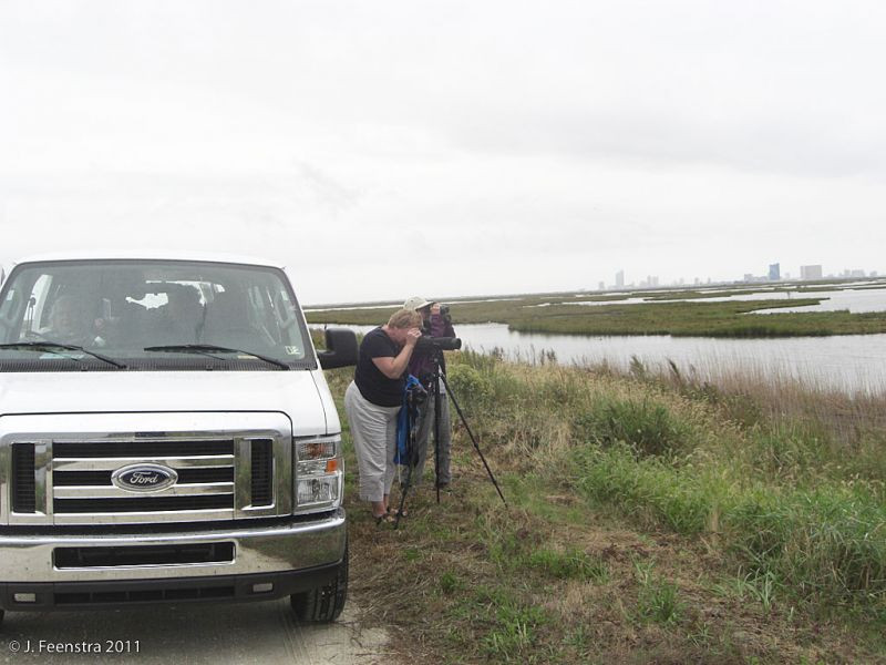 Some of our birding will also be from the van along access roads to coastal saltmarsh habitat…