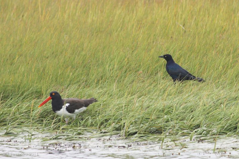 …and American Oystercatchers and Boat-tailed Grackles can often be found.