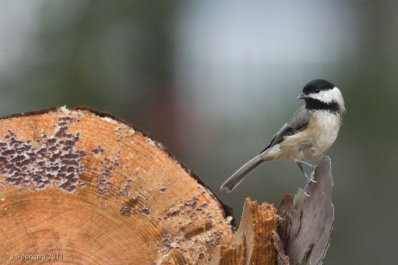We’ll return to Cape May for a final day of searching for migrants and residents, like this Carolina Chickadee…
