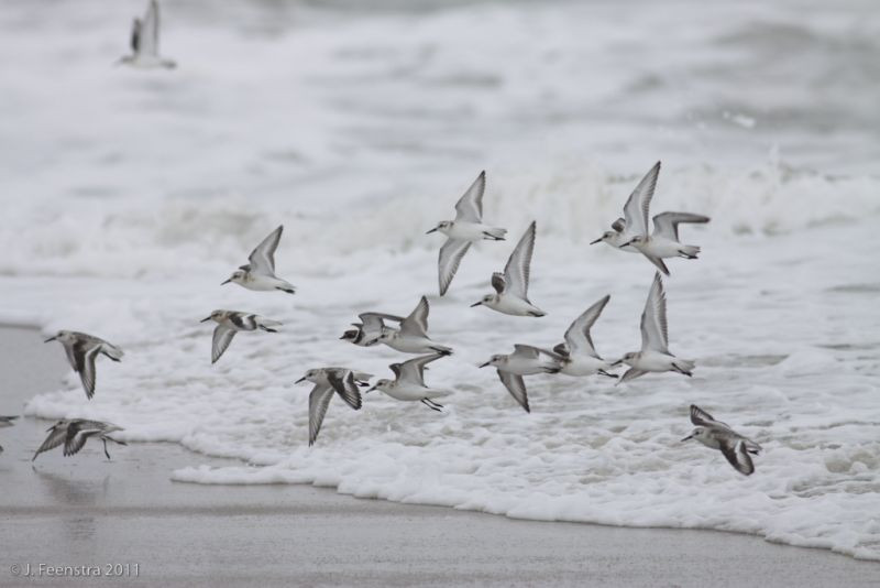 Cape May is world renowned as a funnel for birds migrating south down the Atlantic Coast. Here, Sanderlings (and a Semipalmated Plover) move along the beach…