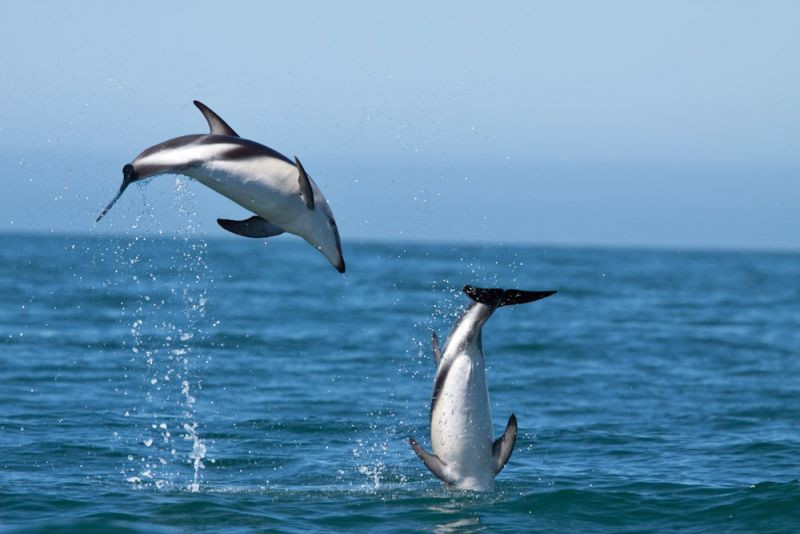 … or the many marine mammals including the acrobatic Dusky Dolphin.