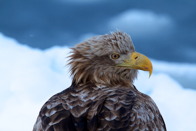 …in which we’ll find the natural Japan including a wonderful collection of birds, some large like White-tailed Sea Eagle…