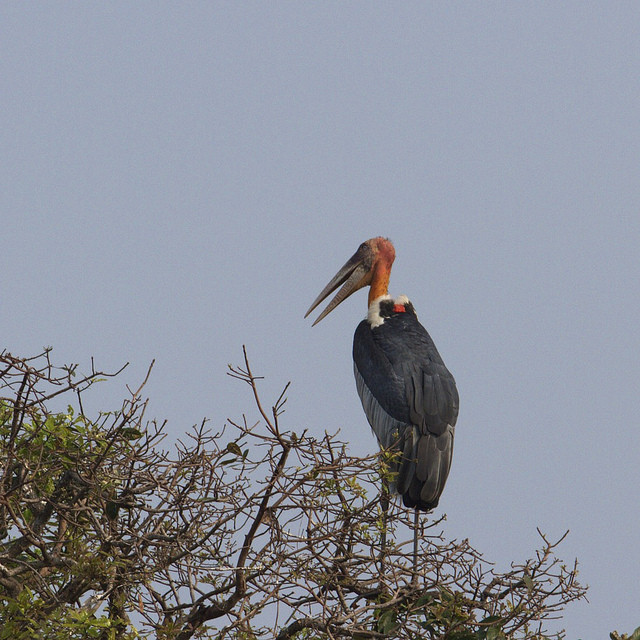 …including the very rare Greater Adjutant…