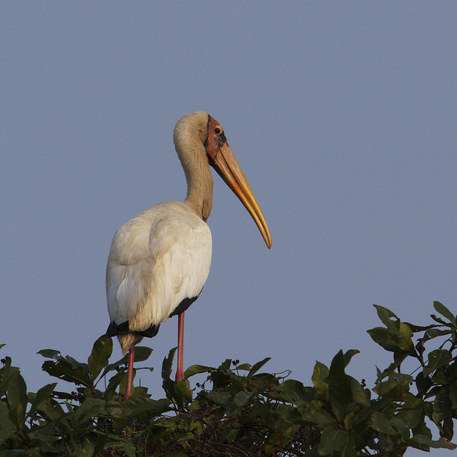 …and Milky Stork…