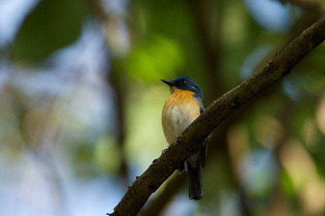 …and active Tickell’s Blue-Flycatcher.