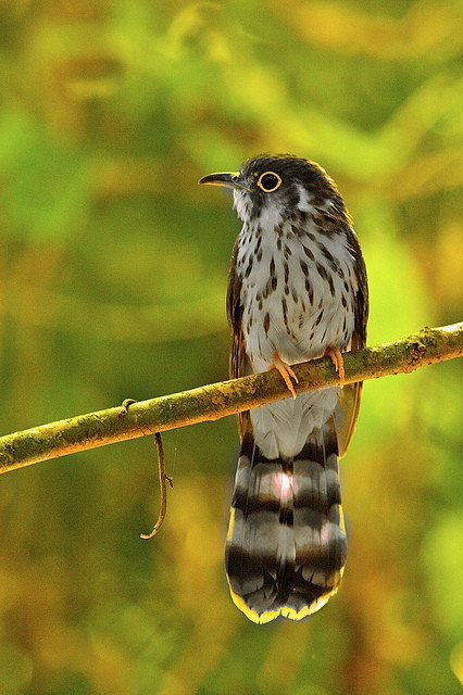 …or Moustached Hawk-Cuckoo, Borneo is a very exciting place.