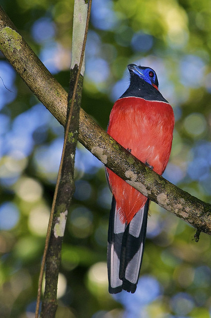 Many of the birds are startlingly colorful, like this Red-napedTrogon…