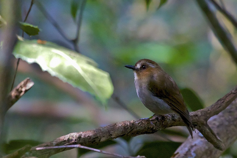 …and the mountain-dwelling endemic Eyebrowed Jungle-Flycatcher. 