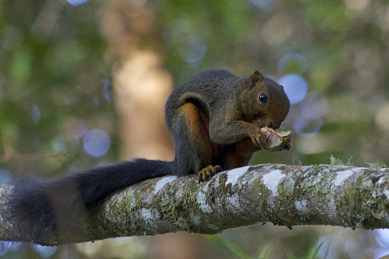 …Kinabalu Squirrel…