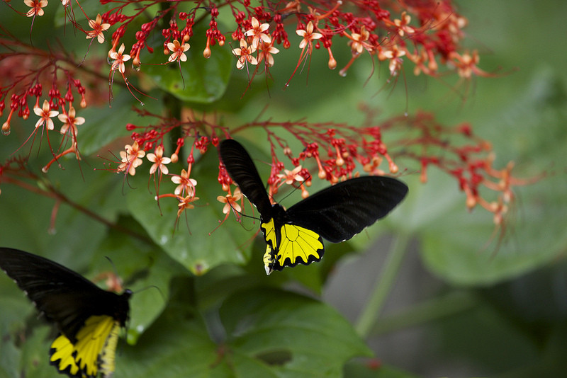 …and a host of gorgeous butterflies and amazing insects. This is the dinner-plate sized Golden Birdwing. 