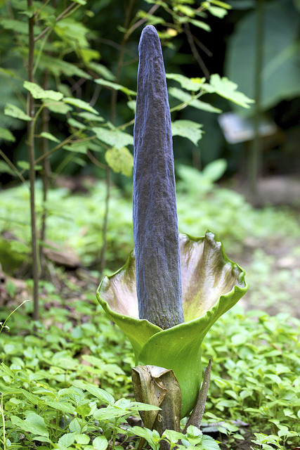 …and many mind-boggling plants like this Arum… 