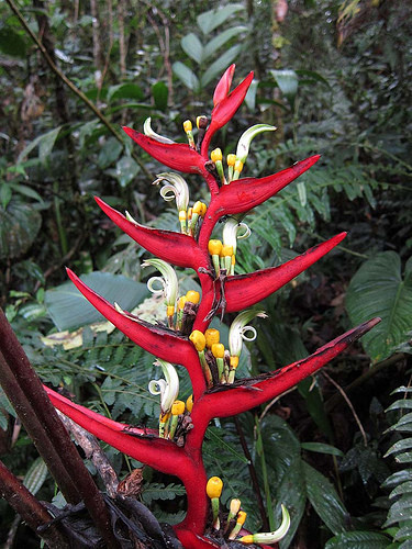 The fantastic tropical vegetation, such as this Heliconia burleata, will remind you that you’re in the tropics.